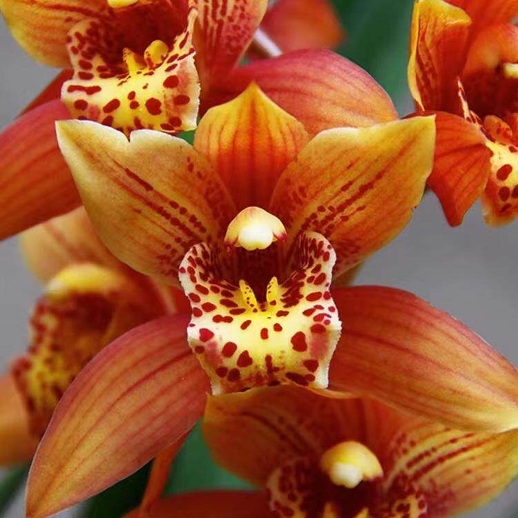 【醉美人】年宵花开花超级浓香带