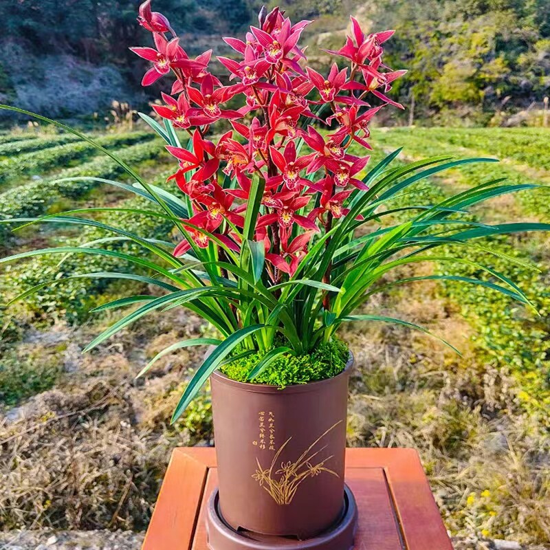 中国红【大将军】年宵花浓香报岁
