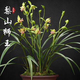 【梨山狮王】开花超级香奇花四季建兰室内室外好养花卉绿植兰花