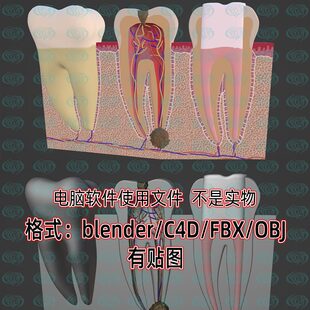 blender牙齿解剖医学医疗牙神经3d模型fbx建模obj素材c4d文件