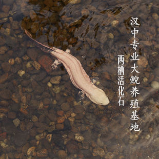 秦岭大鲵娃娃鱼10厘米一对活体宠物鲜活生态养殖厂顺丰包邮包活