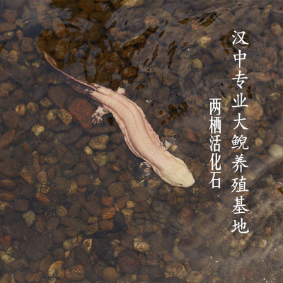 秦岭大鲵娃娃鱼10厘米一对活体