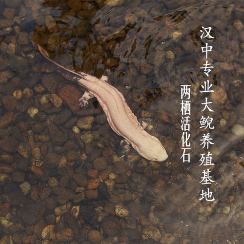 秦岭大鲵娃娃鱼10厘米一对活体