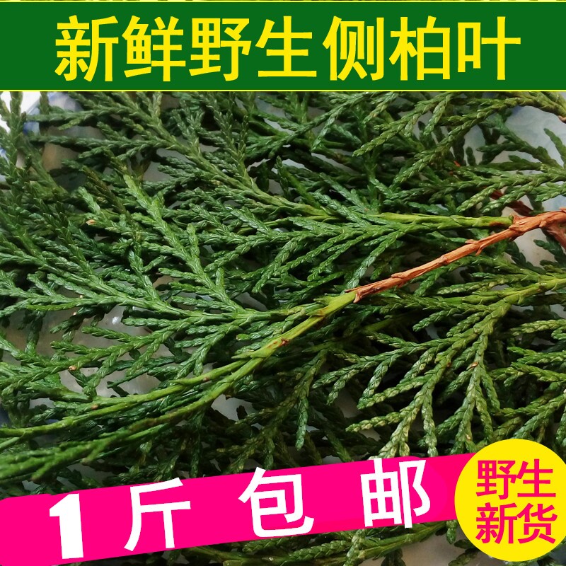 1件包邮野生新鲜侧柏叶生发防脱乌发侧伯叶中药材测柏叶500克