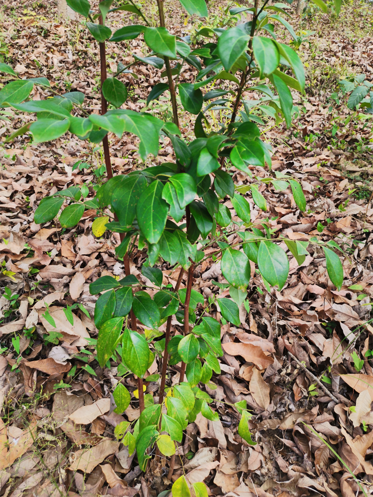 黑面神中草药材药用花卉观赏绿植物野外生长阳台盆栽盆景种植树苗
