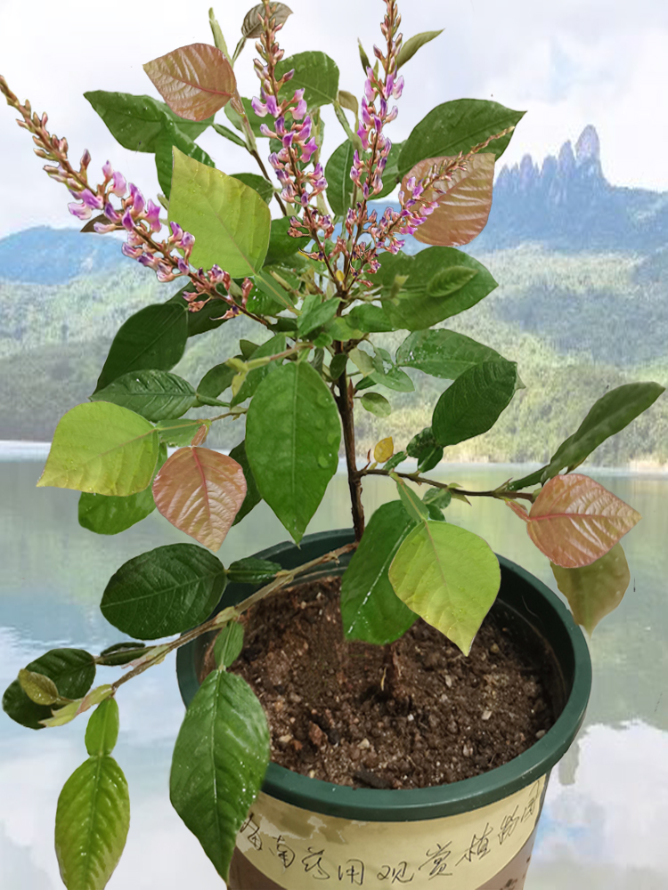 葫芦茶清热解暑下火凉茶中草药材药用花卉绿植物野生盆栽种植苗