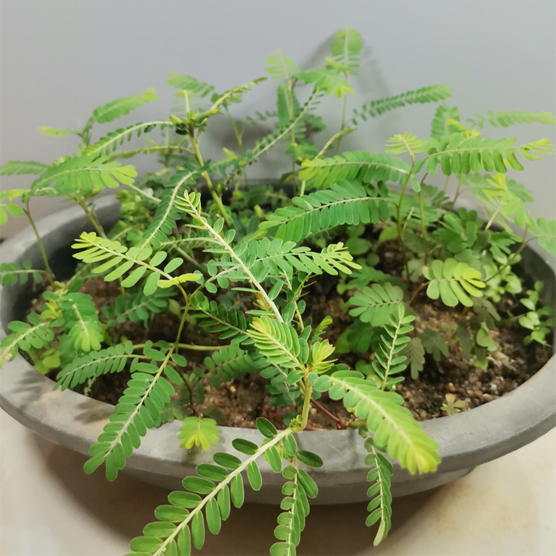 叶下珠海南岛中草药材药用观赏花卉绿植物盆栽盆景土种水培种植苗