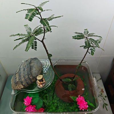 海岛叶下珠带沉水火山石盆挂缸定植盆和盆内水养基质己转水生水根