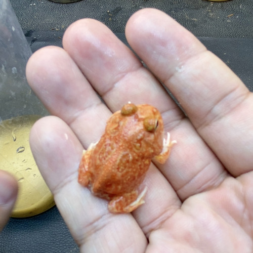 火龙5