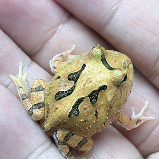 蝴蝶角蛙更新25到48霸王的后代
