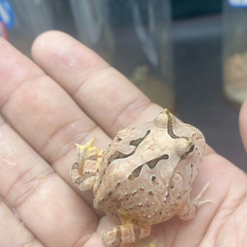 蝴蝶5