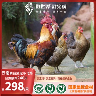 云南微世界·精品武定小飞鸡·自然慢长240天土鸡