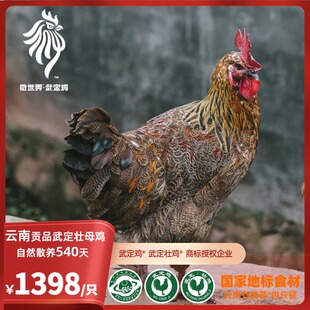 云南微世界·贡品武定壮母鸡·自然慢长540天壮鸡 限量1000只