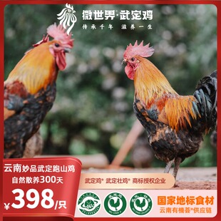 云南微世界·妙品武定跑山鸡·自然慢长300天土鸡