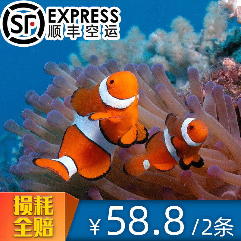 海葵品牌精品汇聚 价格大全移动版 最宠网