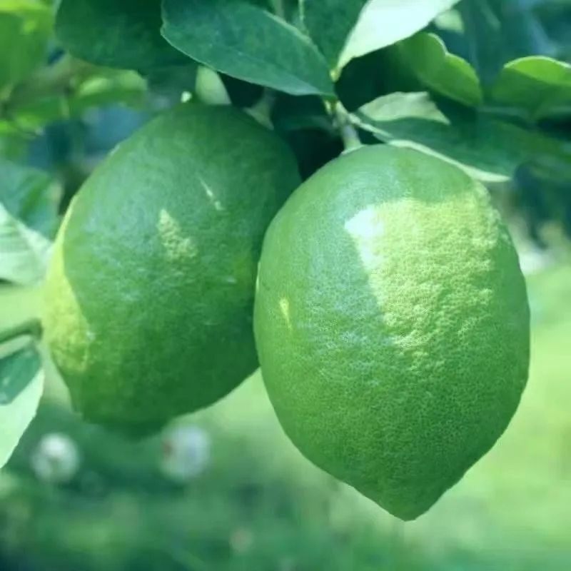 二级微黄花皮正宗香水柠檬新鲜青柠檬新鲜皮薄鲜果酸宁檬新鲜水果