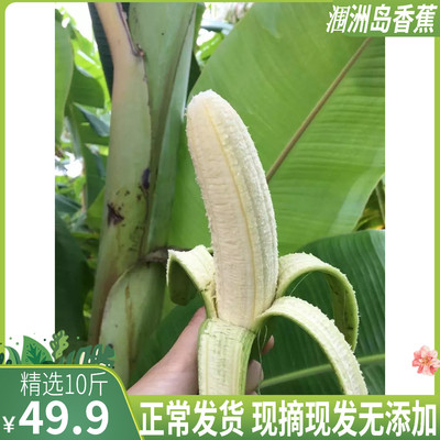原产地涠洲岛现摘广西北海香蕉