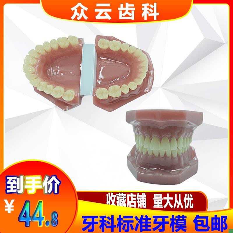 牙齿模型口腔模型28牙正常牙z模型牙科教学演示模型医患沟通模型