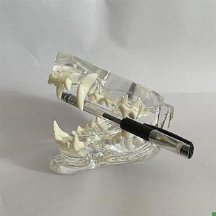 犬口腔模型透明水晶宠物医院w兽医教学模具狗牙齿上颚下颌骨动物