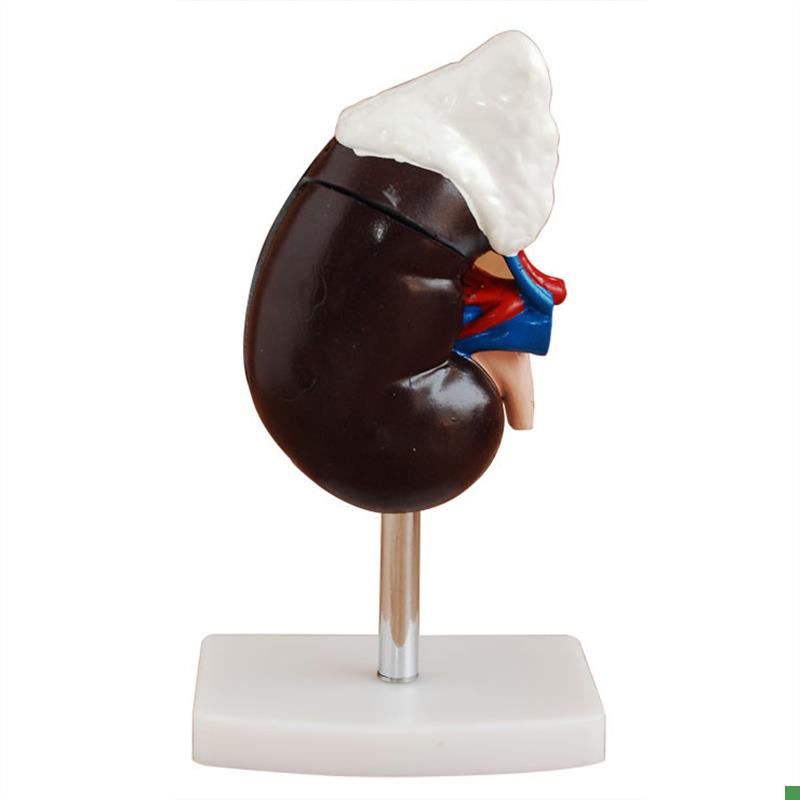 肾脏模型肾模型构造切面解剖附肾上腺肾模型输尿管泌尿Z系统教学