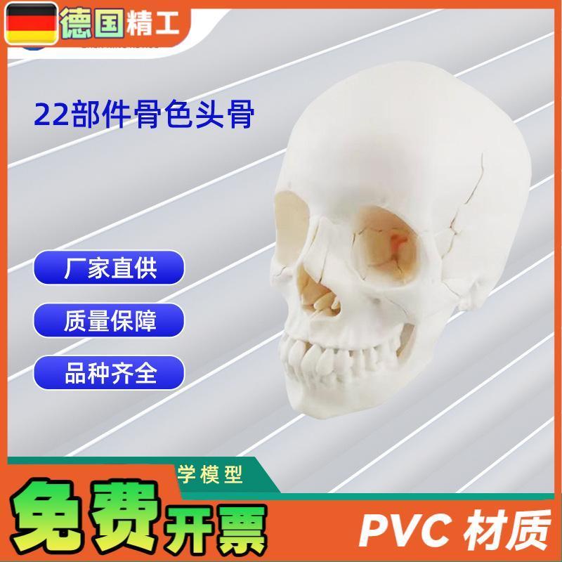 22部件骨d色头骨可拆分模型人体骨骼模型教学模型26*17*22CM