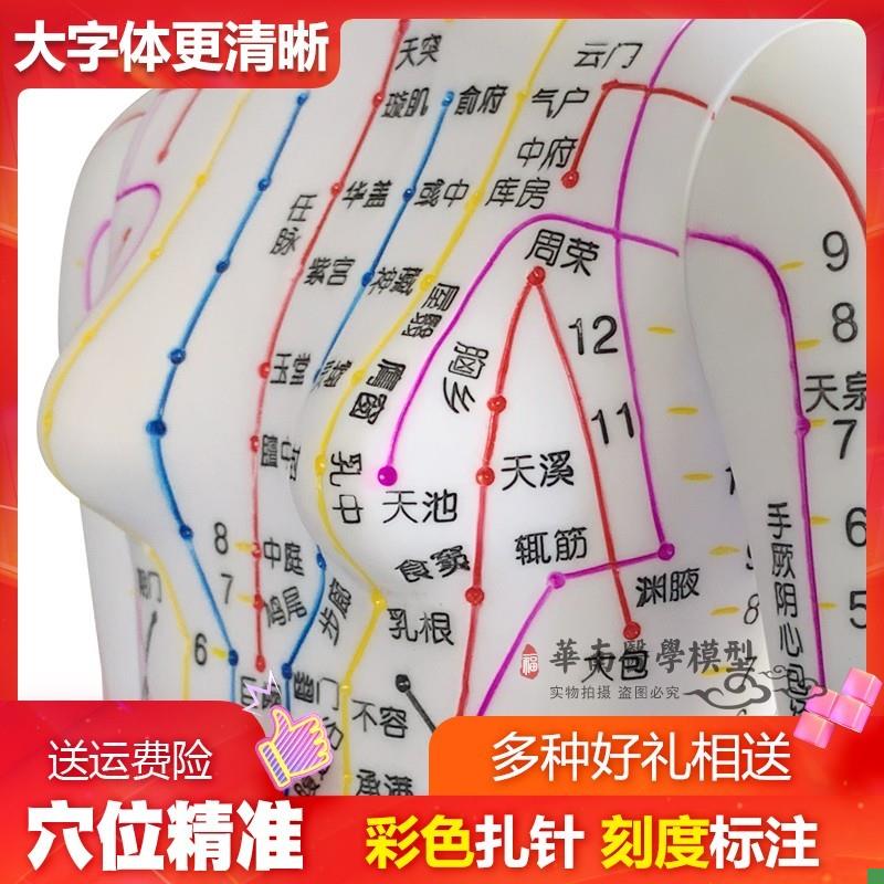 超清楚针灸铜人中医人体穴位模A型人体模型人体穴位模型女48CM