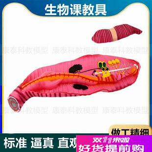 蚯蚓模型生物课教学初中高中x学实验教具无脊椎动物环节动物标本
