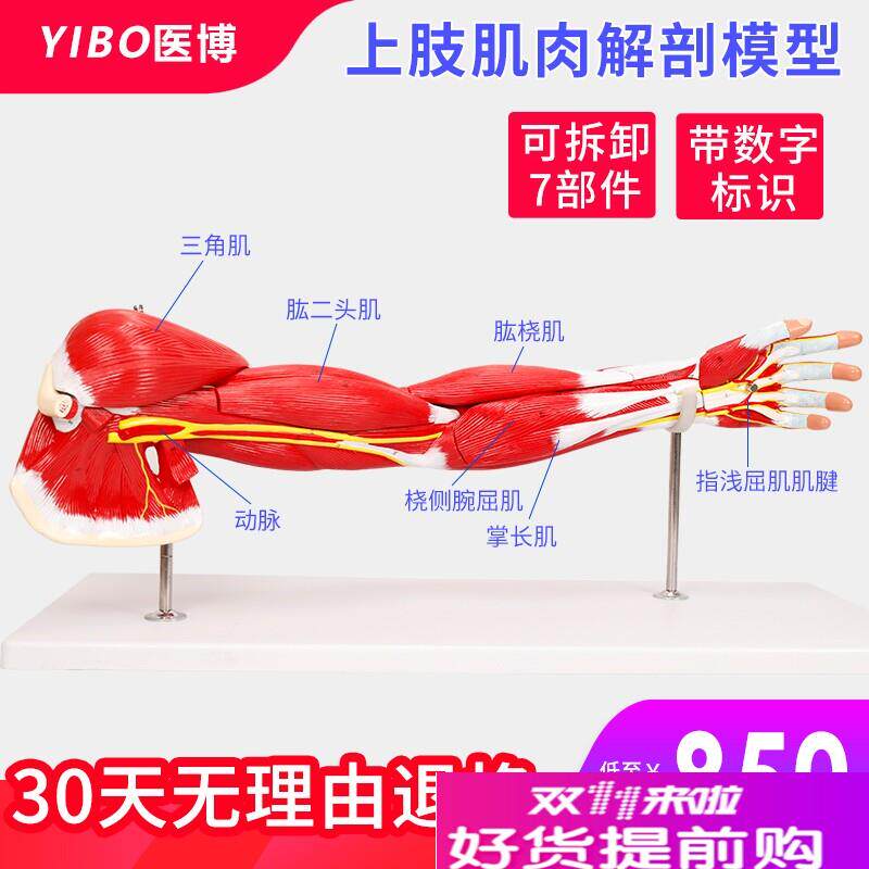 人体肌肉手臂模型上肢肌肉构造解刨展示模型X医学教具模型