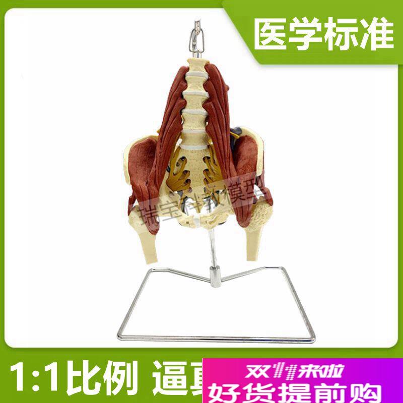人体腰椎模型肌肉神经骨盆产后康复正骨按摩N月嫂家政技能培训坐
