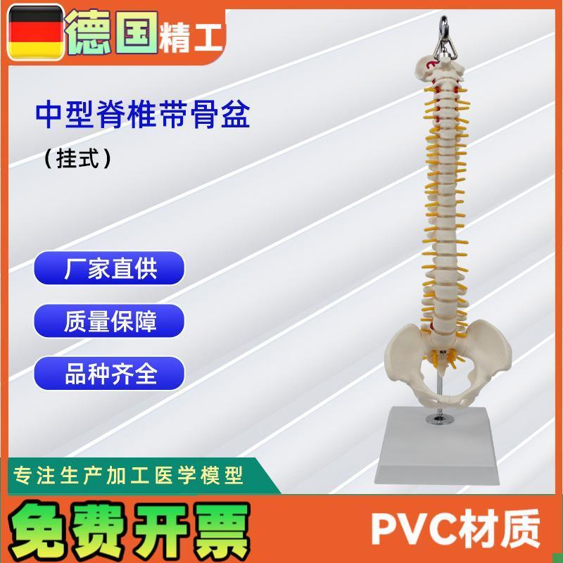 中型脊椎带骨盆(挂式)模型人体K骨骼模型医学教学模型