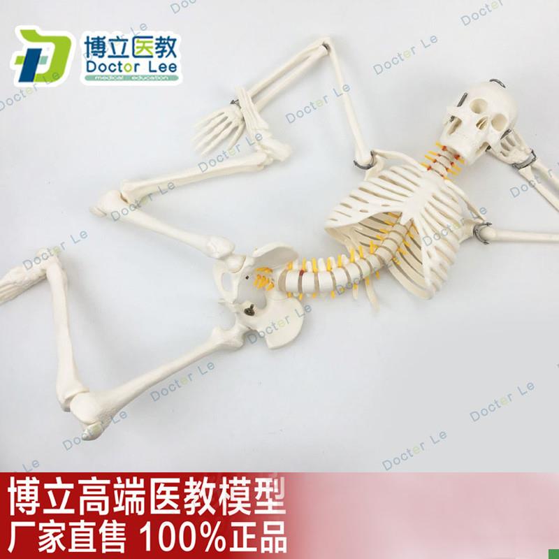 85cm人体骨骼模型骨架人体模型成人小骷髅教V学模型脊椎全身