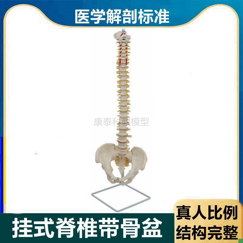 1比1脊椎模型成人比例仿真脊柱z带骨盆腿骨肌肉起止点彩色椎骨血