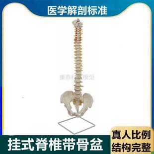 1比1脊椎模型成人比例仿真脊柱z带骨盆腿骨肌肉起止点彩色椎骨血