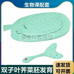 荠菜胚发育模型生物课配套使用中学实验器材Q玉米种子植物芽结构