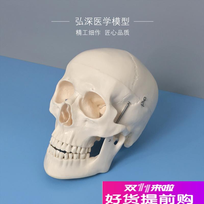 人体头骨a模型头颅骨骼解剖结构骷髅头美术道具教学模具骨科医学