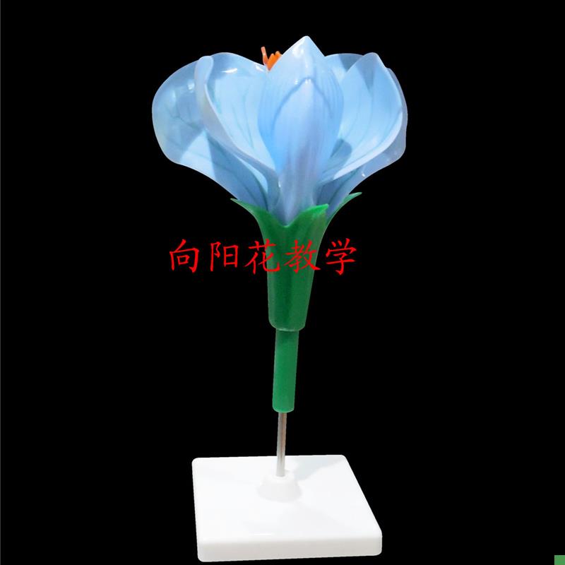 向阳花豌豆花模型教学生F物模型厂家直销包邮