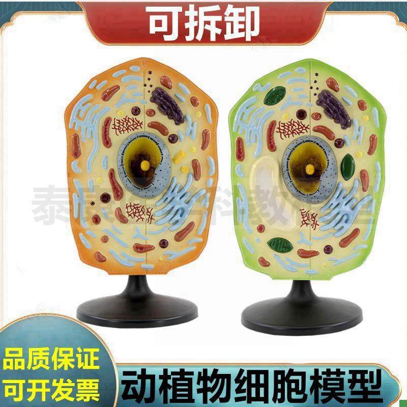 动物细胞模型细胞膜细胞核细胞器可拆卸生物课展示医X用细胞微细