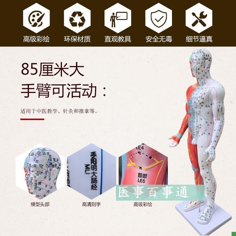 高清85cme针灸穴位经络人体模型模特超清晰中医用家用教学针灸模