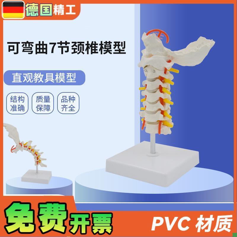 德国】可弯曲7节k颈椎模型PVC材质人体骨骼骨架模型颈椎模具