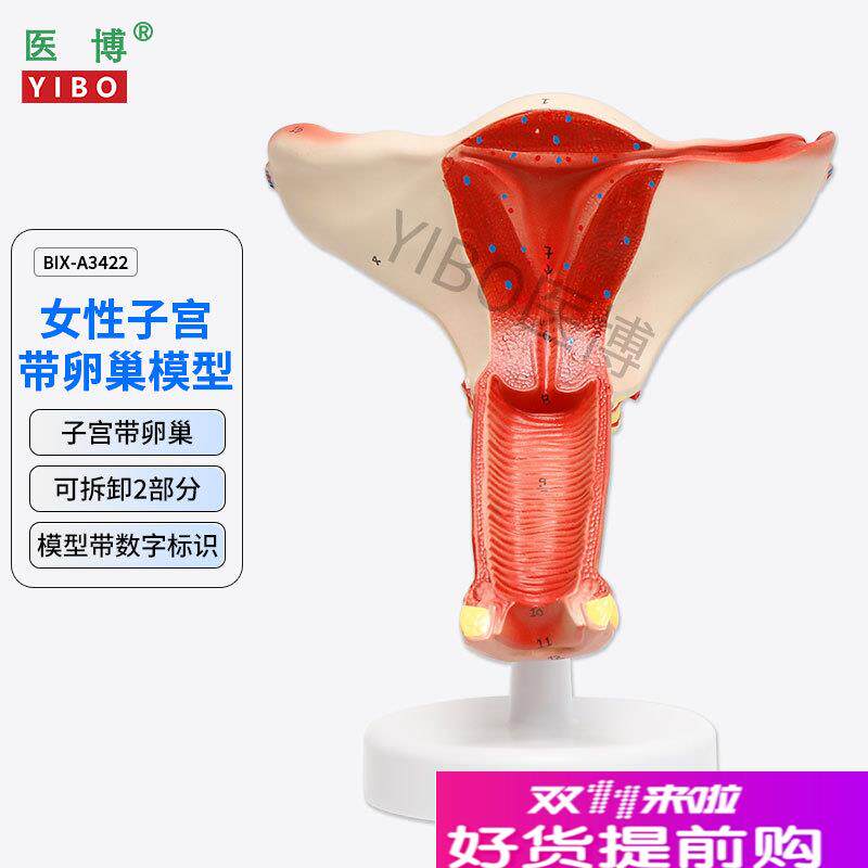 医博BIXc-A3422正常子宫模型女性子宫模型医用教具女性内外生殖器