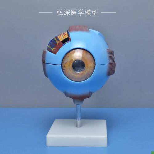 人体眼球模型眼睛结构放大可拆五官医学模具眼部视V力儿童教学道