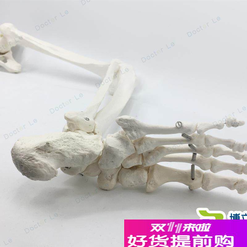 正骨骨科艺用医用下肢大腿骨脚掌模型脚K骨脚模型带胫腓骨和股骨