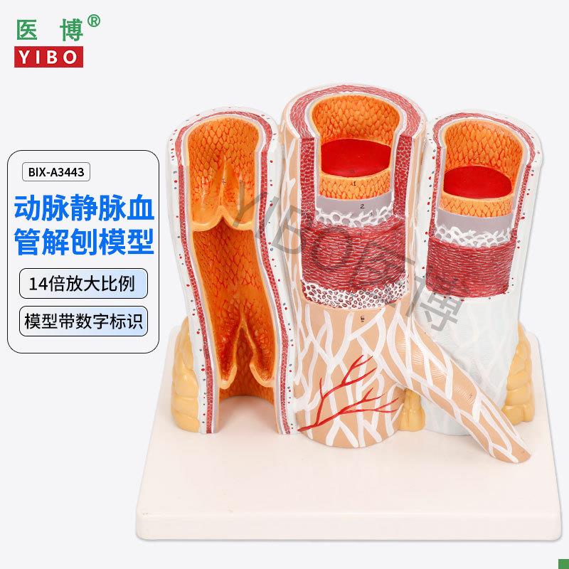 医博BIX-A3443动脉静t脉血管解刨模型人体血管解刨放大模型血管切