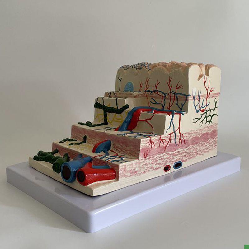 胃粘膜放大模型胃壁层次血管淋巴管胃镜教学消化科医生Y示教医药