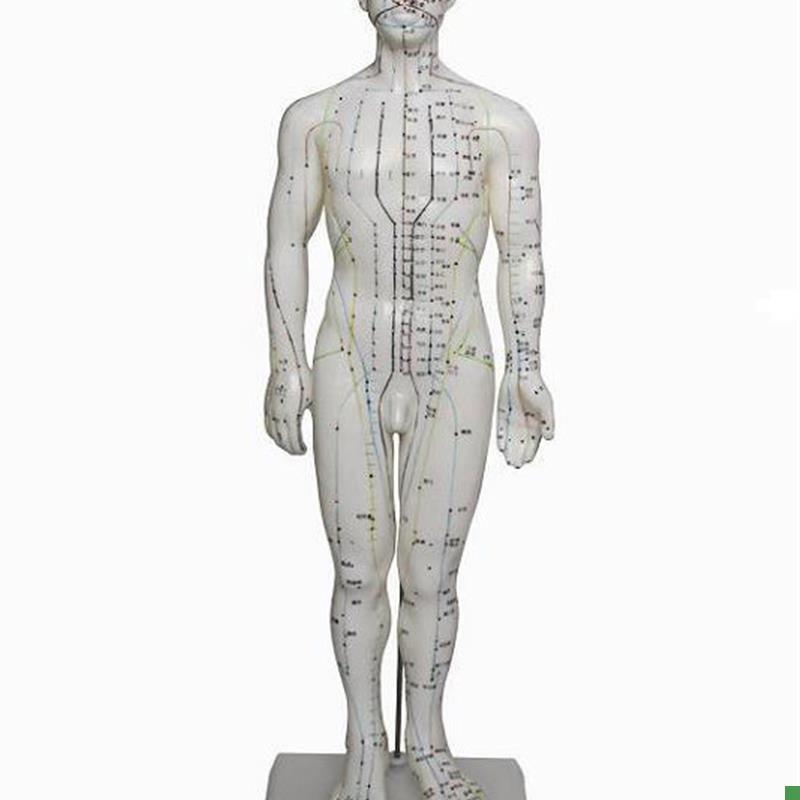 人体针灸模型(男)60CM人体V模型医学模型