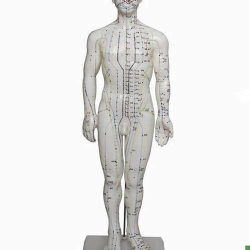 人体针灸模型(男)60CM人体V模型医学模型