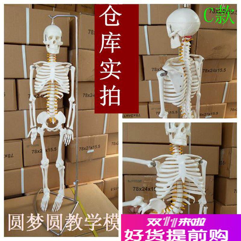 高端仿真医用医学k头骨标本人体骨骼脊神经骨架教学骷髅解剖学模