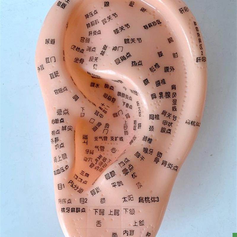 16CM刻字耳穴模型/耳针/u耳朵穴位模型/耳按摩反射区特大号/1317