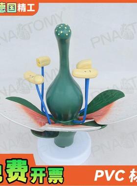 德国】桃花双子叶花绿色花蕊植y物构造放大结构解剖模型生物教学