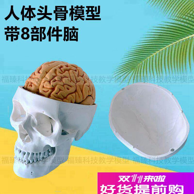 头骨带8部件脑模型可拆卸自然大仿真塑胶颅骨下颌V骨牙科医用神经